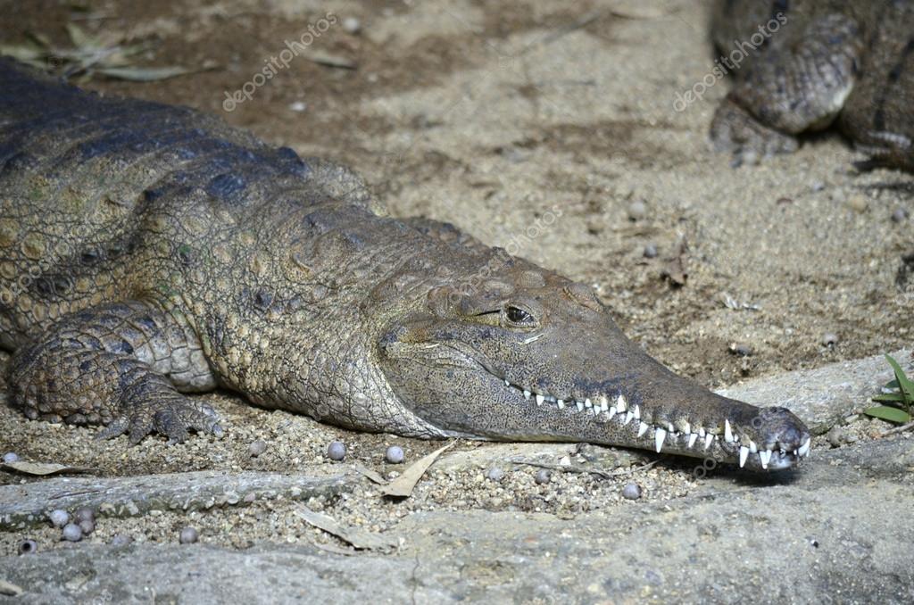 Buaya air tawar tengah berenang di perairan tenang