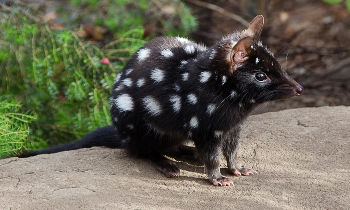 Quoll