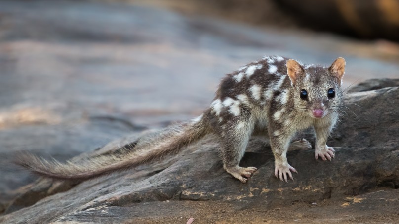 Quoll