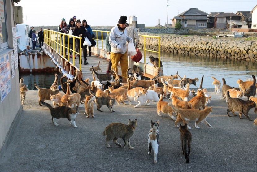 Pulau Kucing di Jepang