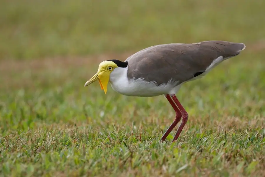 Jejak Langkah Burung Trulek Jawa yang Menolak Menyerah