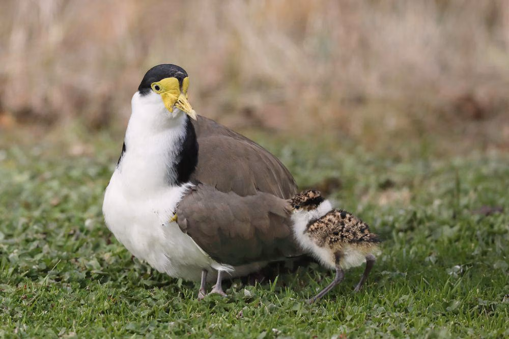 Langkah Nyata Menuju Pemulihan
