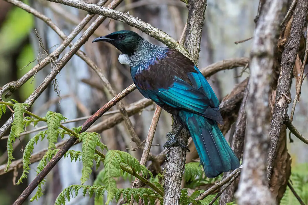 Ekosistem Burung Tui Di Hutan Primer dan Penjaga Keanekaragaman Alam