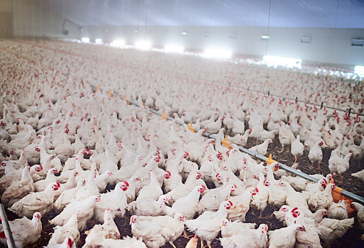 Manajemen Produksi Usaha ternak ayam yang Menentukan Kualitas