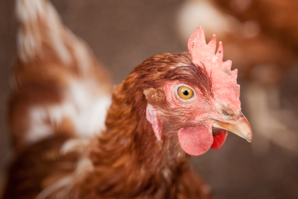 Peluang dan Realitas Usaha Ternak Ayam